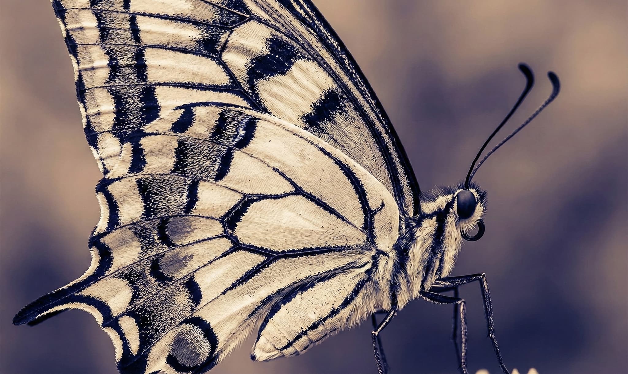 The critical window: Why SMEs must transform now